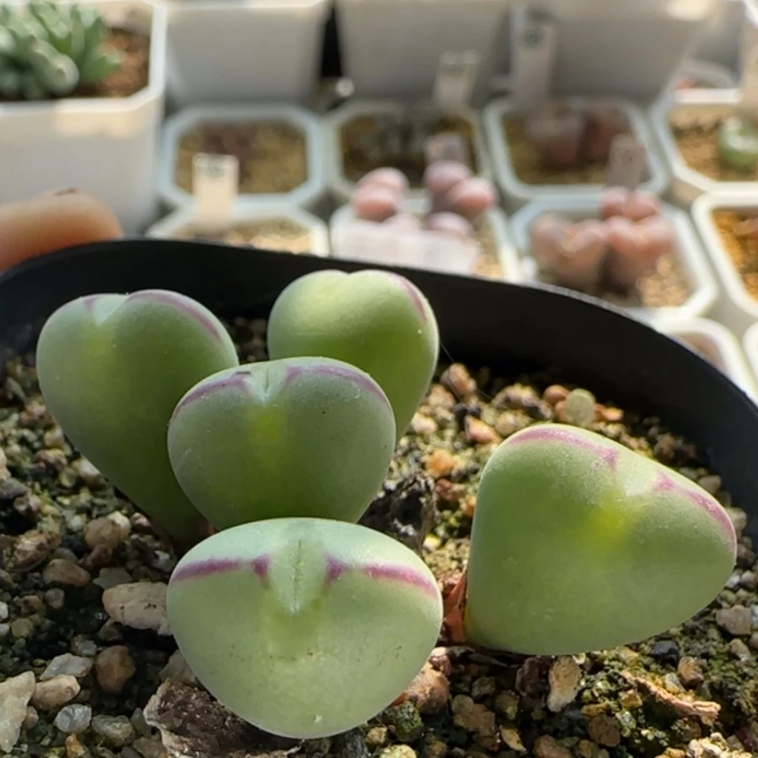 【闪购商品】20717