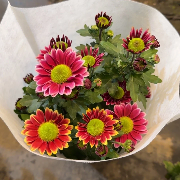 双色陪伴小菊盆栽