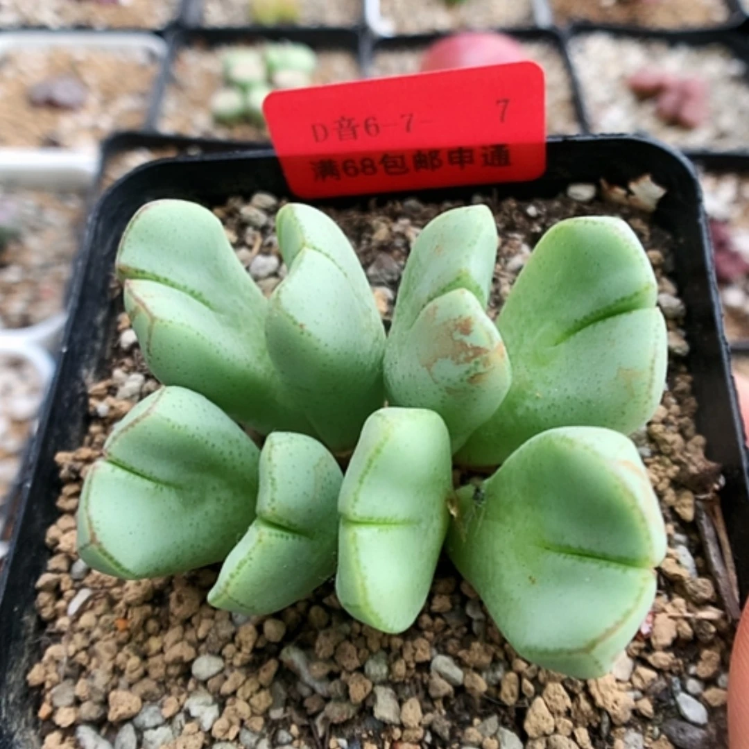 【闪购商品】6-7-7 少将一群