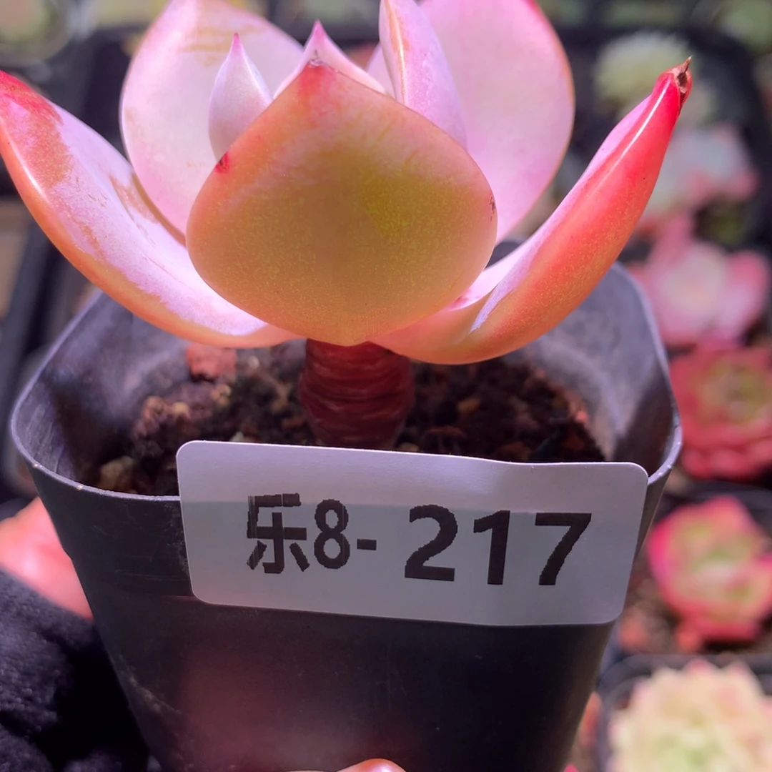 乐然 8-217 白凤单头