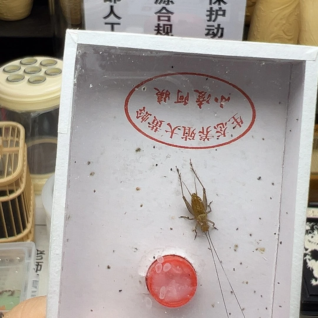 黄蛉哈哈哈哈哈哈哈哈哈哈哈