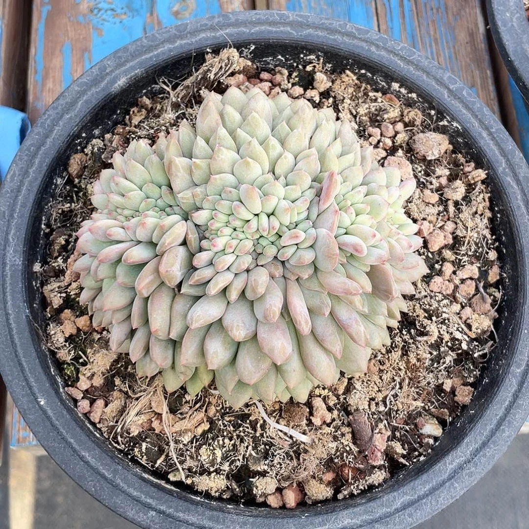 凌雪缀化多肉植物869