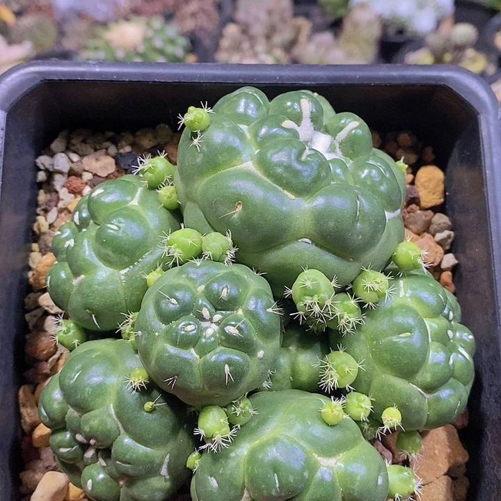 仙人球无刺象芽多头