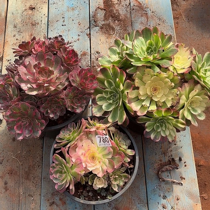 780组合诺米多肉法师锦不包售后