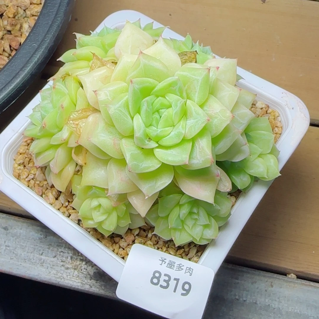 白天鹅，8319多肉植物