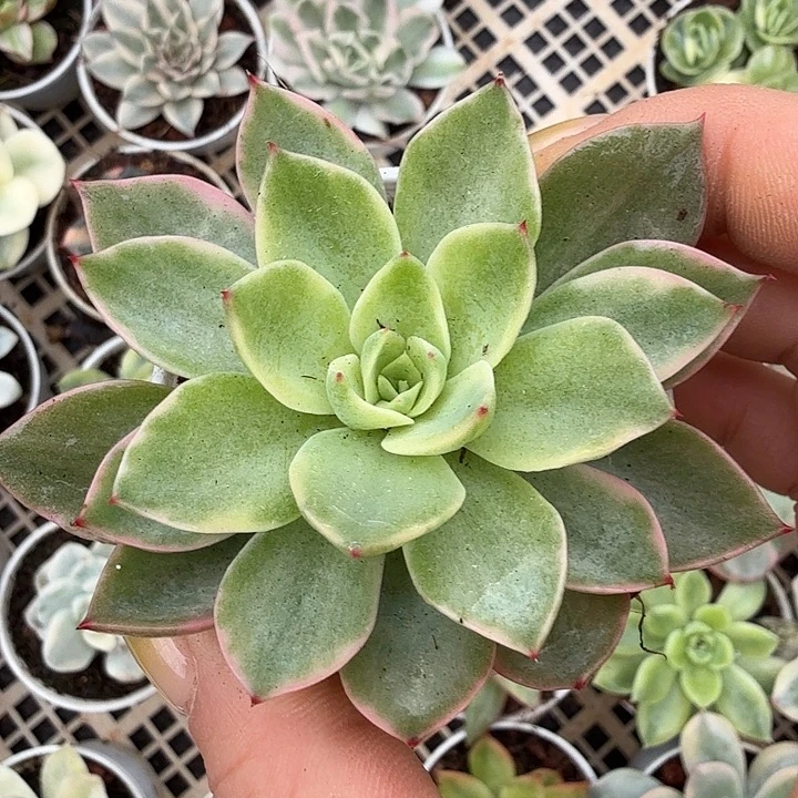 哈密瓜锦一物一拍
