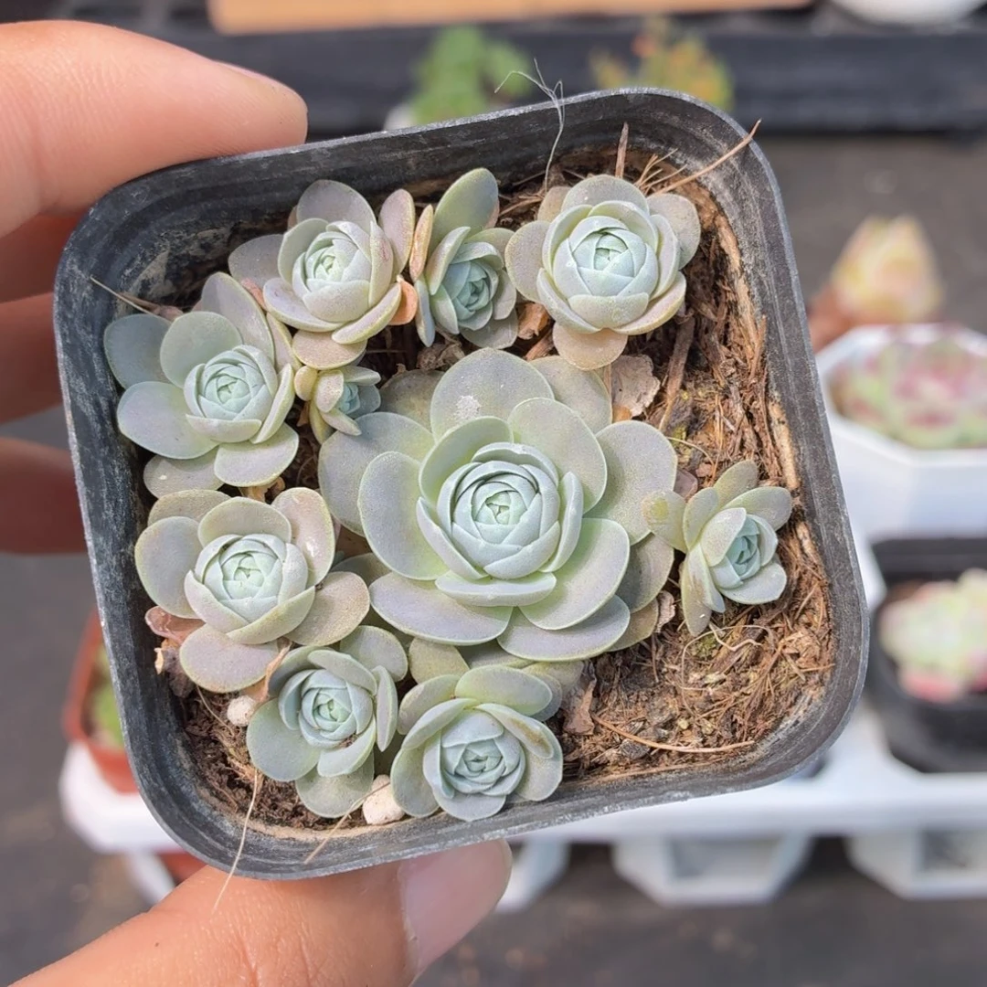 子持莲华多肉9.9包邮发货