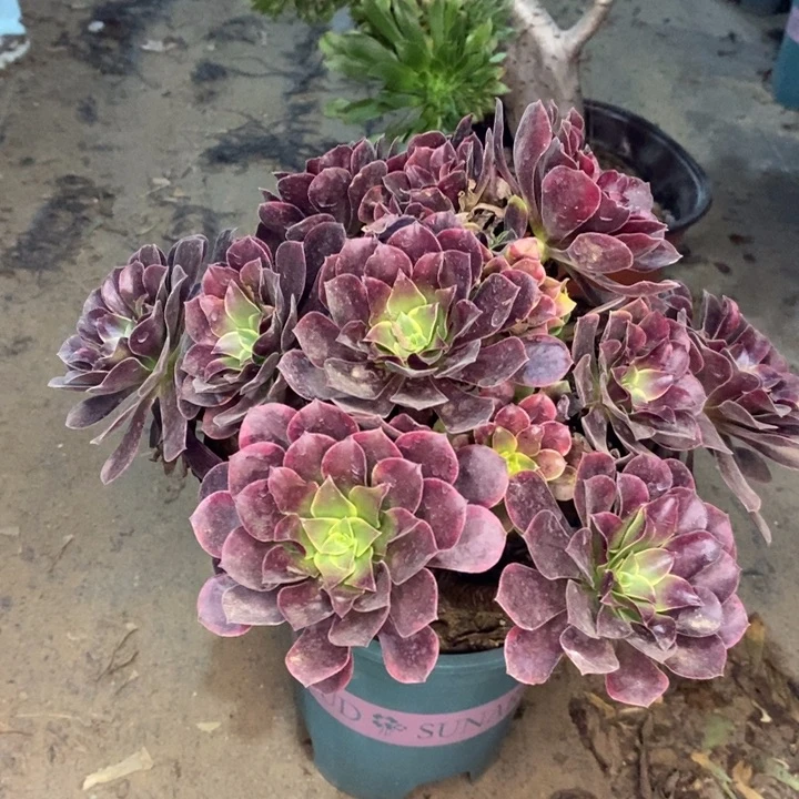 金丝雀多肉植物1。