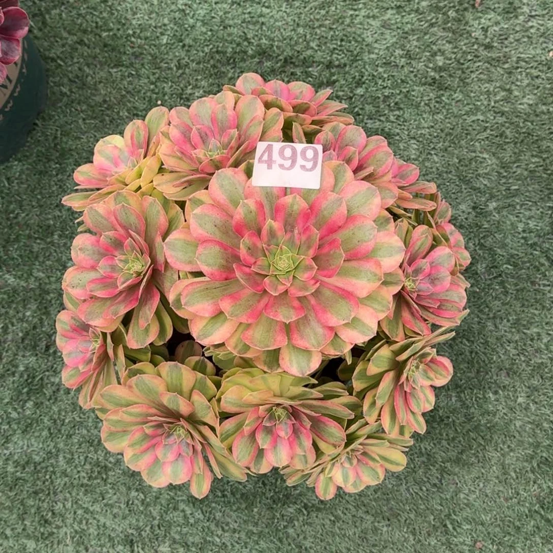 499！雨菏法师多肉植物