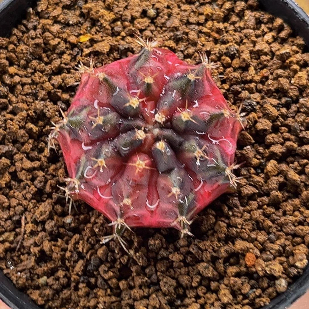 乌贼b 米哈仙人球