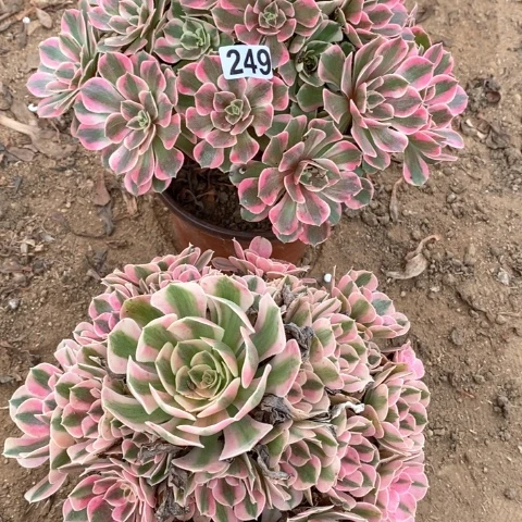 249两颗法师多肉植物