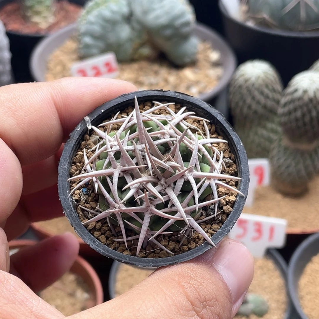 实生超密刺五十铃狂刺碧岩玉仙人球
