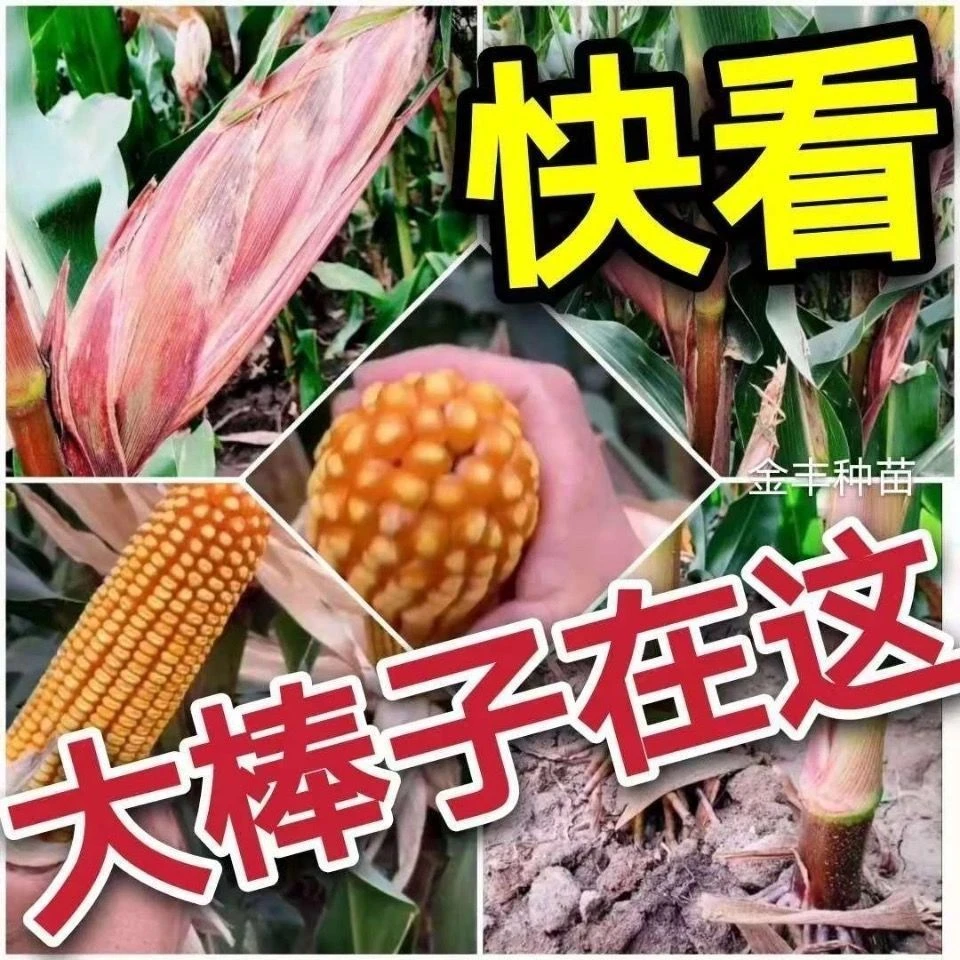 国审高产红轴玉米种钰黄SMC652棒大丰收有保证容重好