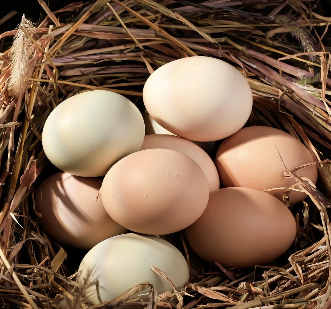 农家散养土鸡蛋新鲜健康五谷喂养营养美味早餐鸡蛋