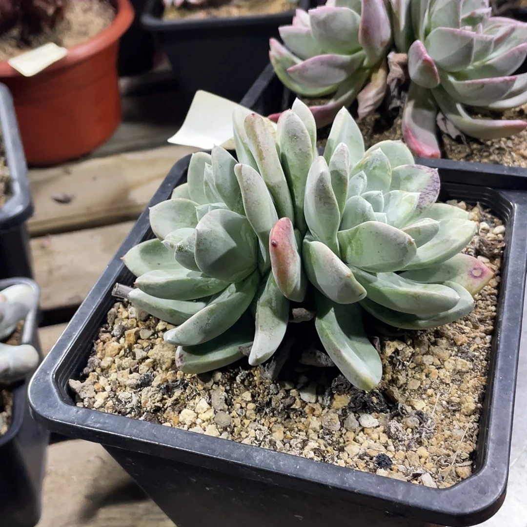 大花朵泡芙苹果叶