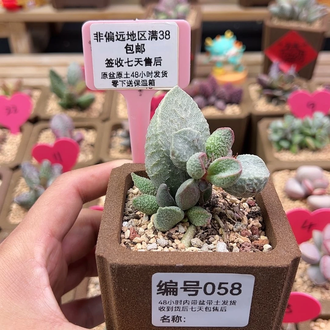 ?***?058绿猪肝水泡多肉