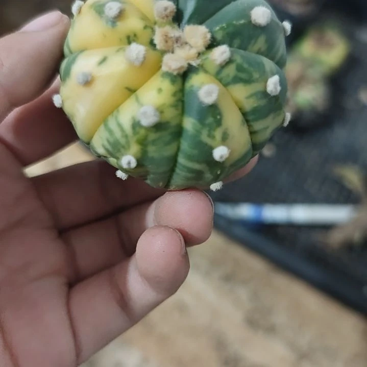 一物一拍,散斑兜锦!!!
