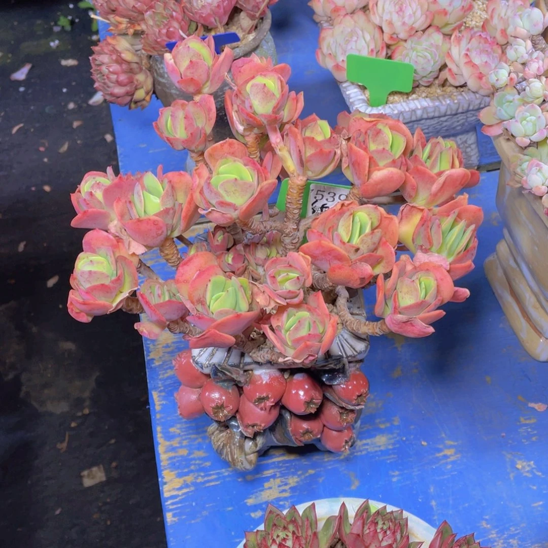 芬蓝玫瑰7539多肉植物