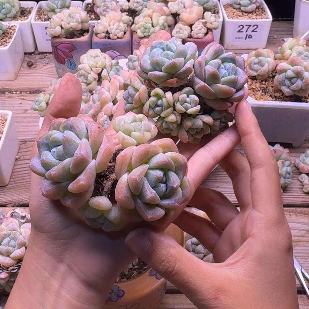 隔***肉冰玉群生15+15