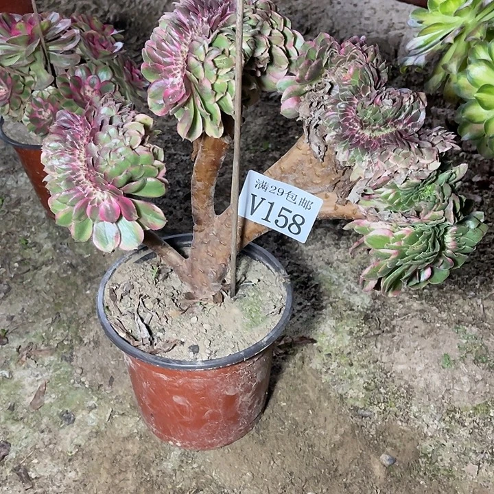 158荔枝缀    多肉植物