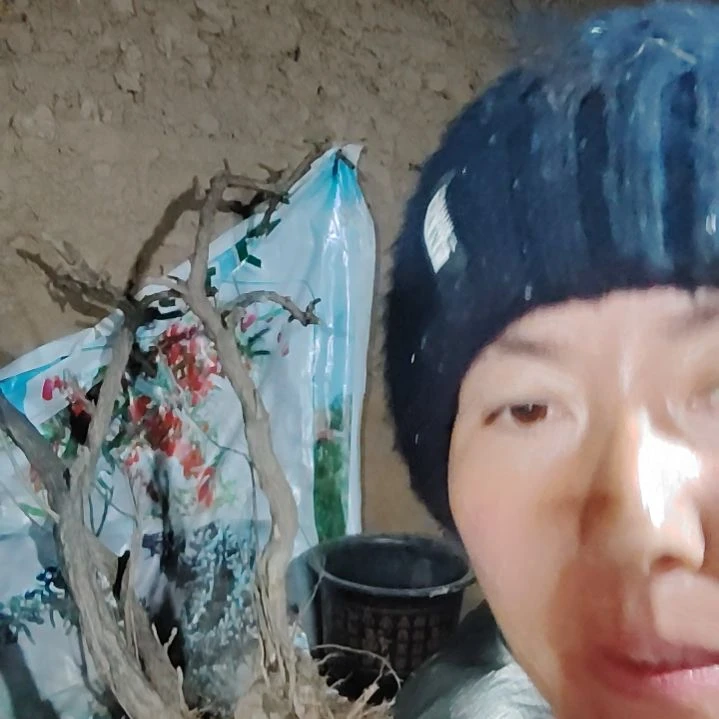 用***3完全开放枸杞树一颗