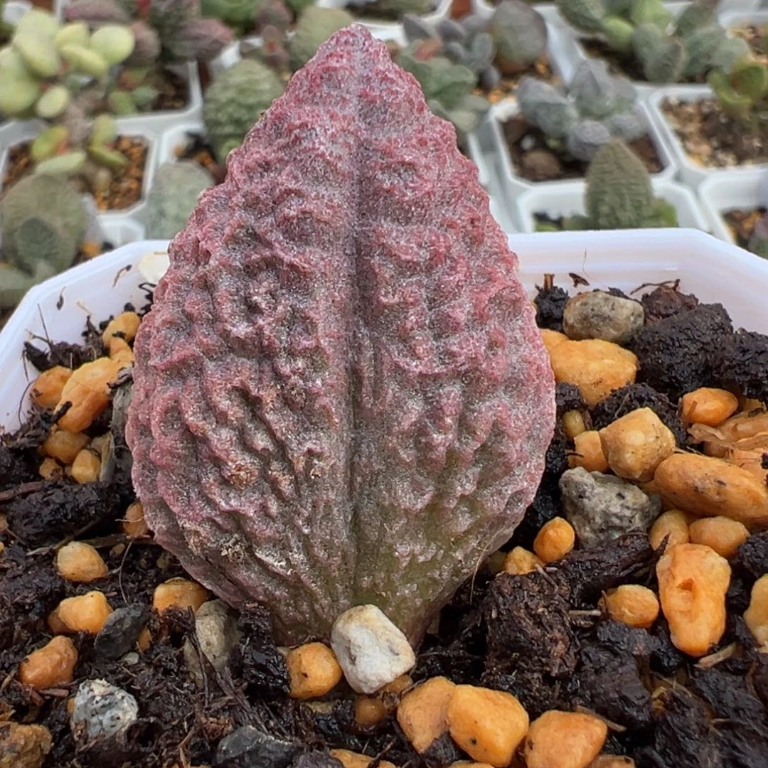 超胖桃子实生新品大苗多肉植物