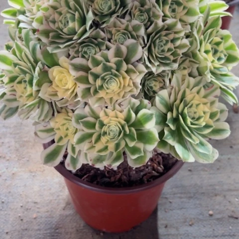 梁*云多肉植物迈巴赫锦，