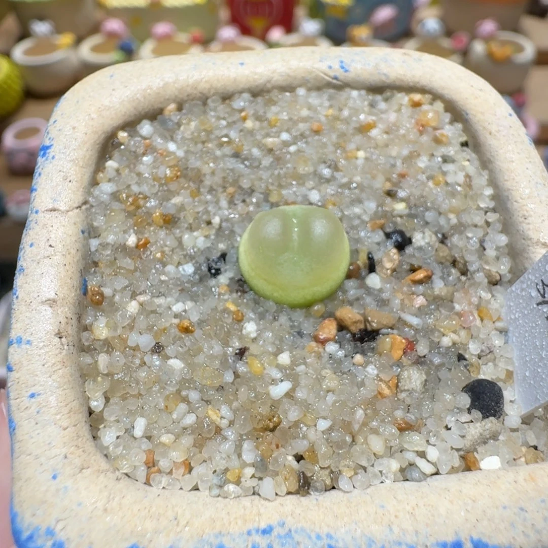 蘑菇1131拉登多肉植物