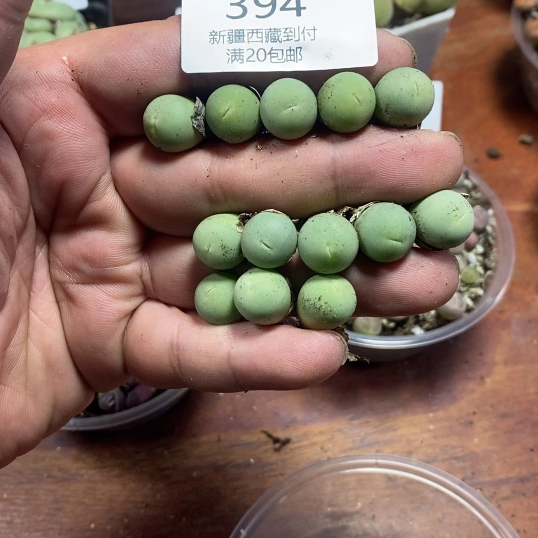 多肉蛋炒饭感谢您相伴394