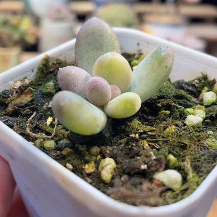 奶酪锦啊啊多肉啊带盆啊啊