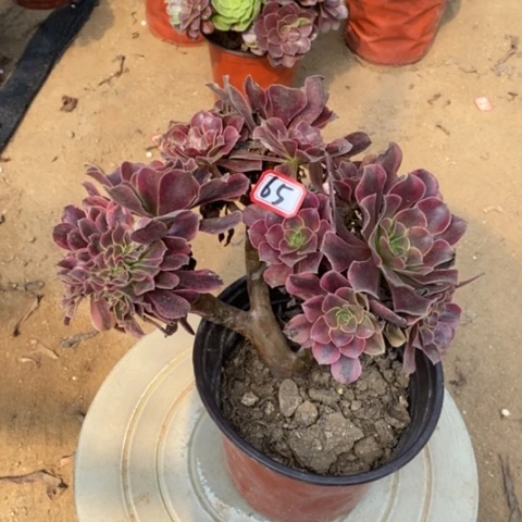 美杜莎缀一物一拍