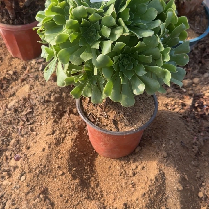 绿羊绒清棚处理不包断枝