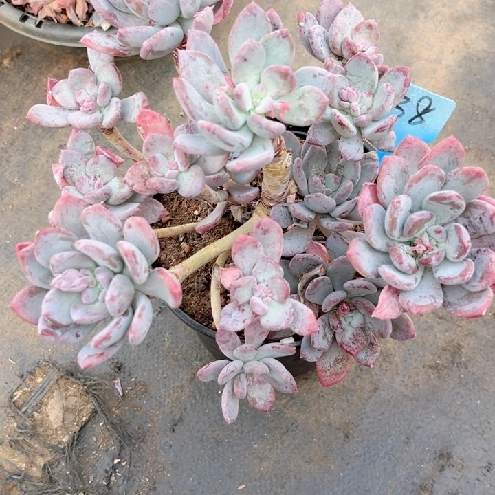 多肉植物9.9包邮