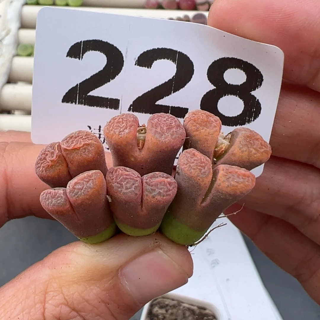 1.3好看的多肉脱土发货228