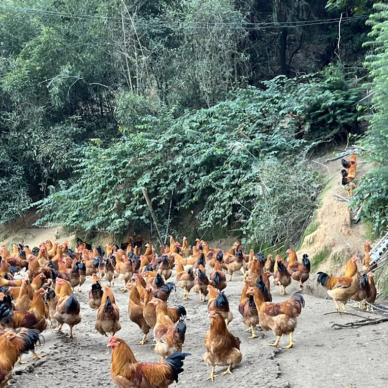 阉鸡 河田鸡新鲜到家