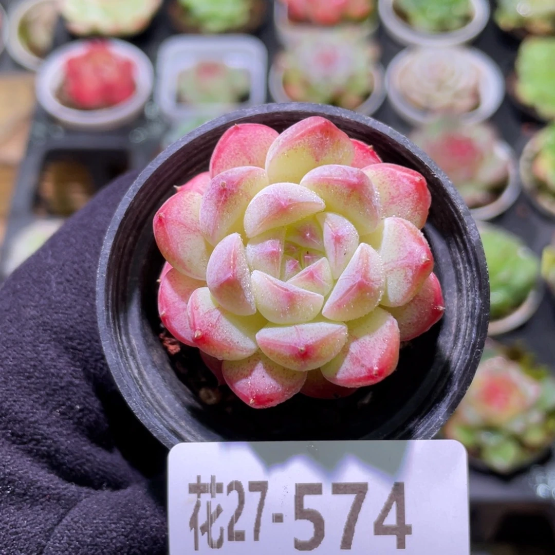 花利美27-574白桃汽水