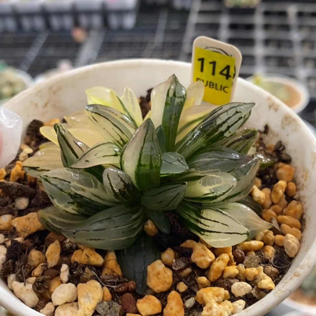 114号西瓜锦多肉植物