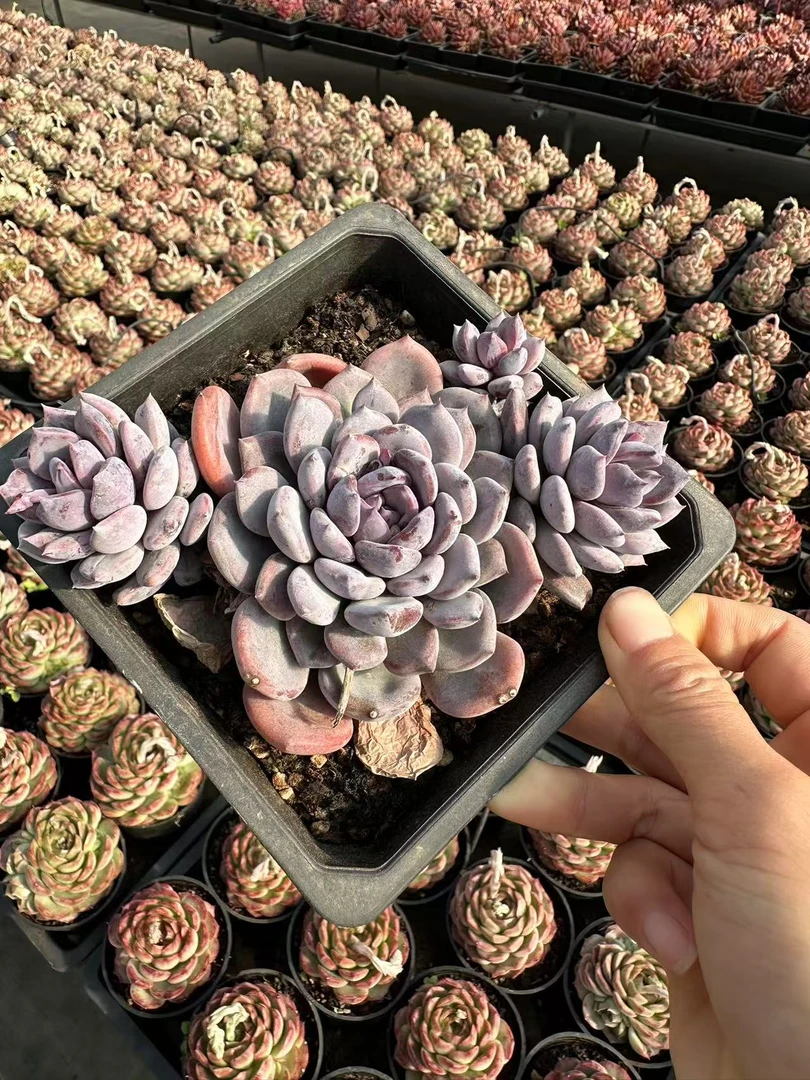 15#墨瞳3头起多肉植物    前男友精品多肉SM672