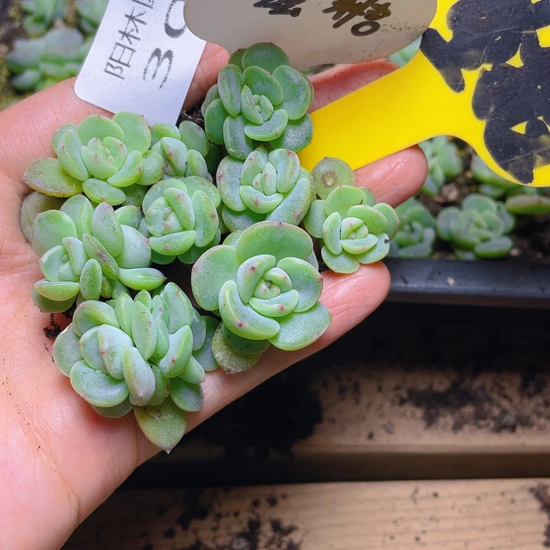 量拍多肉植物多肉植物309