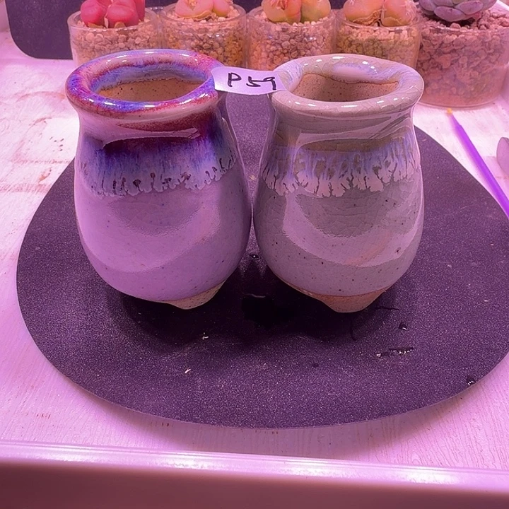 盆59，拇指小老桩2个，闲置处理不介意的拍！