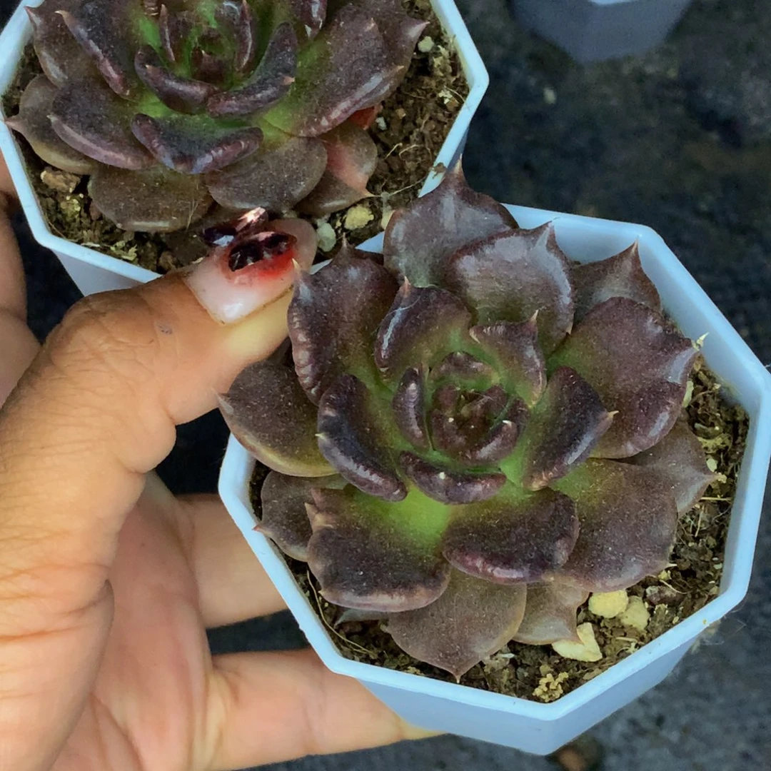 黑饺子皮2颗。包邮