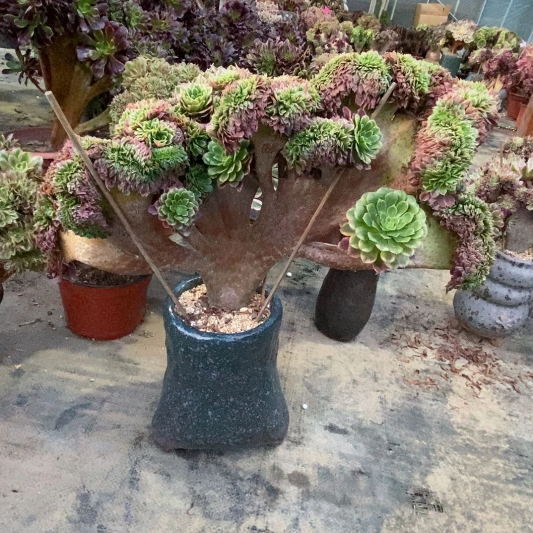 无花朵嘉年华缀化