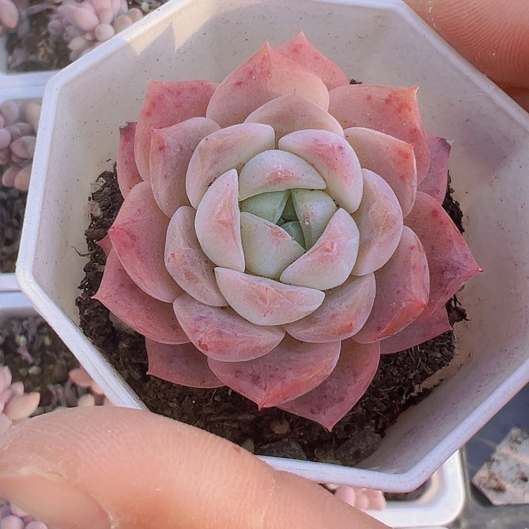 粉纯爱2盆19包邮植物