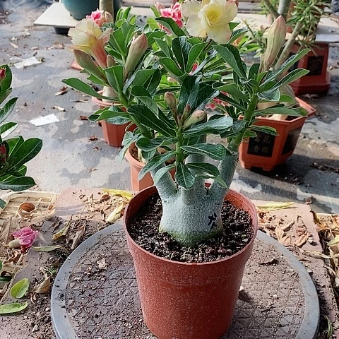 【闪购商品】无花朵『***』