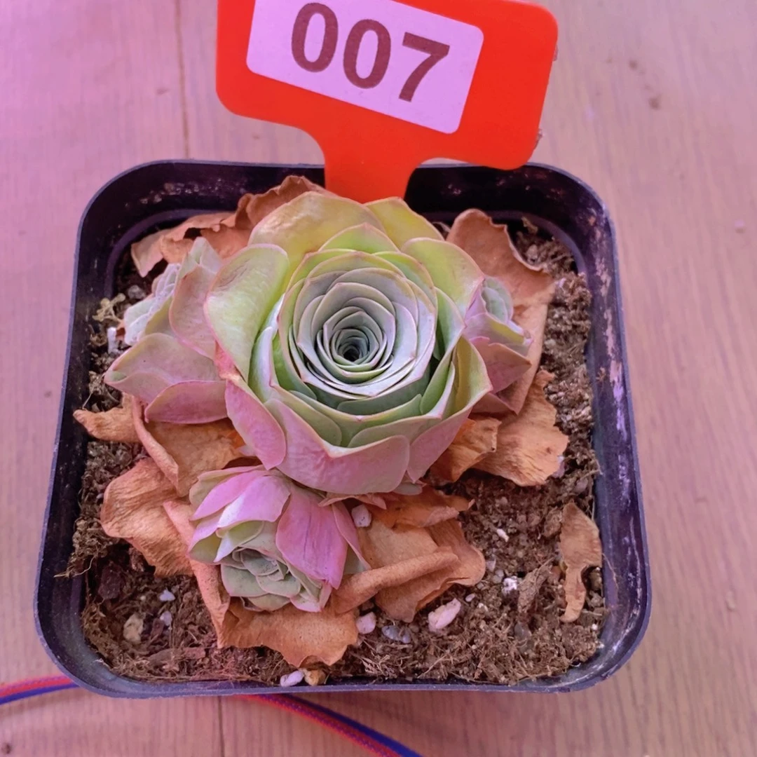 ****莉山地玫瑰一物一拍007