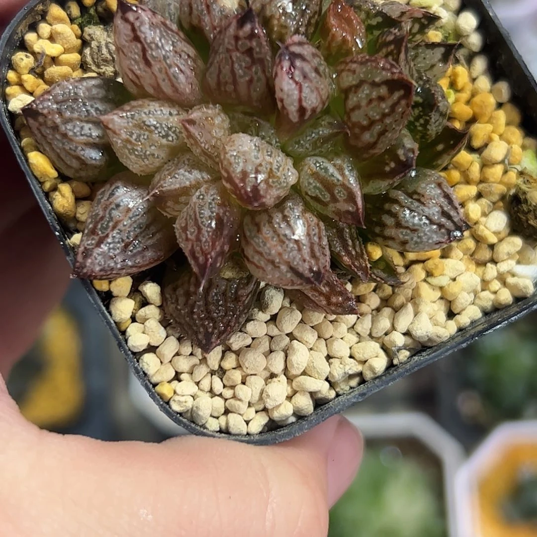 心****红红红火火恍恍惚惚