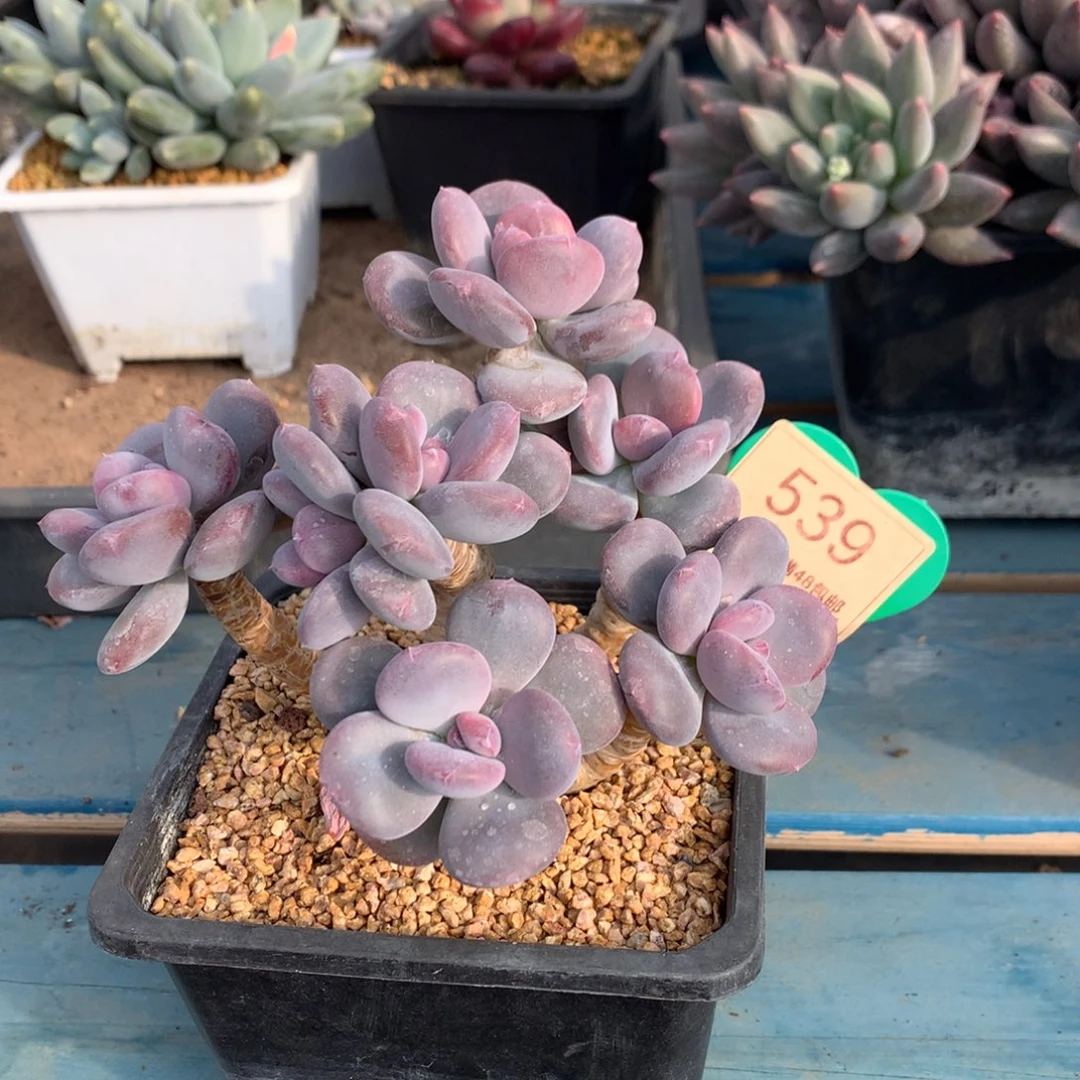 圆叶灰姑娘老桩539