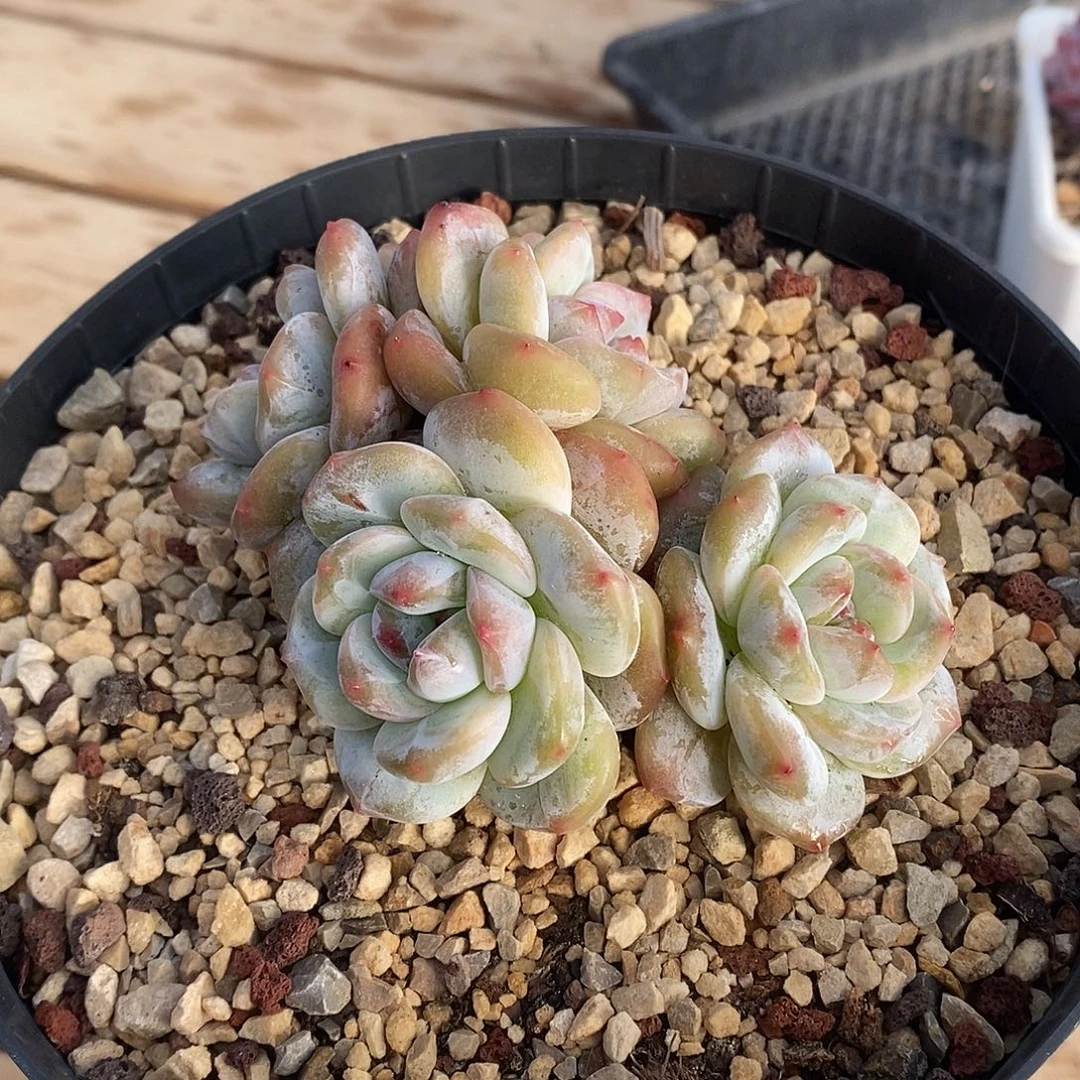 四头透绿短肥圆紫心