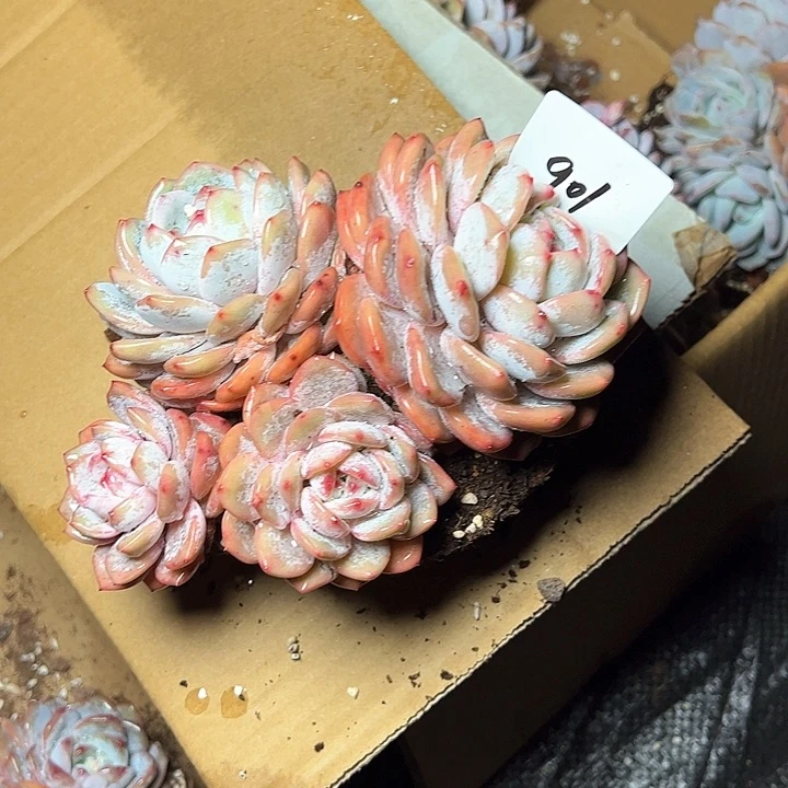 W****o901///////////////