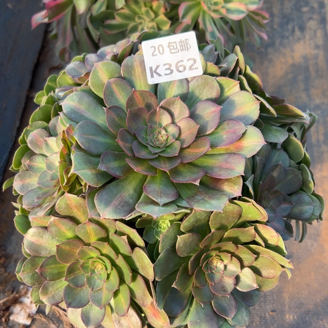 362红茶，满20包邮嘟叮熊